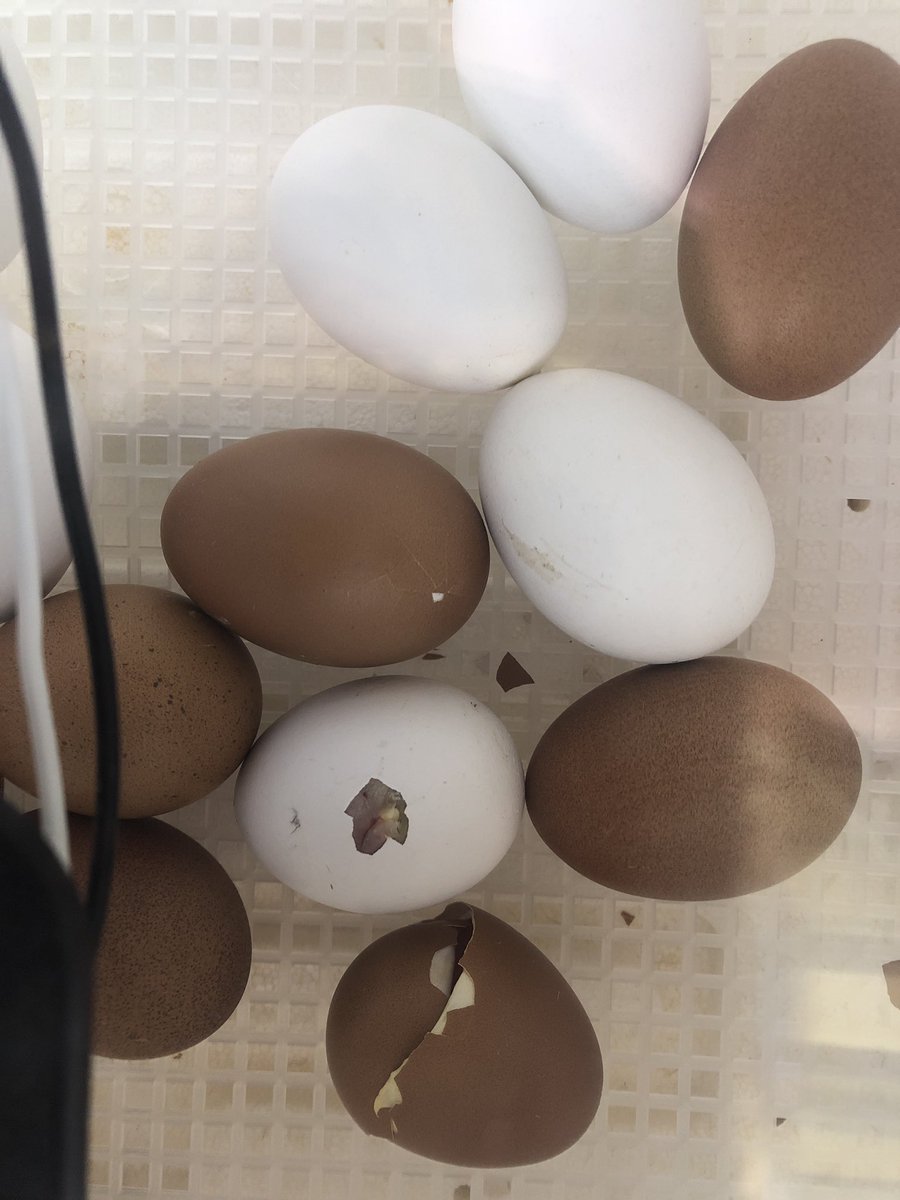 Kelsey Payne tweet media