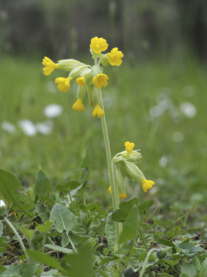 LookforCowslips's tweet photo. Cowslips are already blooming in some parts of Europe!🌻
We have gotten observations e.g. from France, Spain, Italy, Croatia, Germany, Czech republic, Slovakia and Slovenia. 
Are cowslips already flowering where you are?

Photos: our observers.
#lookingforcowslips #citizenscience https://t.co/4LIJk9jjnq