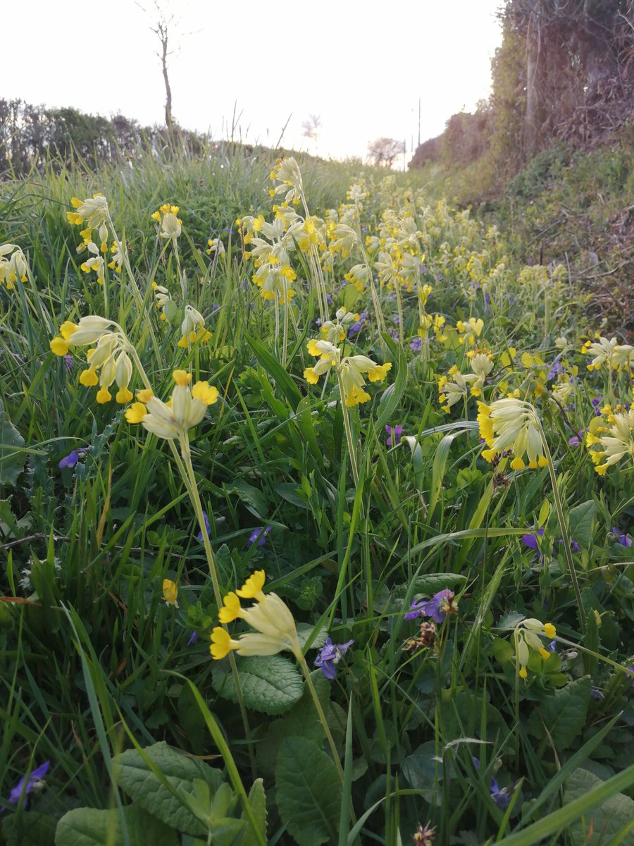LookforCowslips's tweet photo. Cowslips are already blooming in some parts of Europe!🌻
We have gotten observations e.g. from France, Spain, Italy, Croatia, Germany, Czech republic, Slovakia and Slovenia. 
Are cowslips already flowering where you are?

Photos: our observers.
#lookingforcowslips #citizenscience https://t.co/4LIJk9jjnq