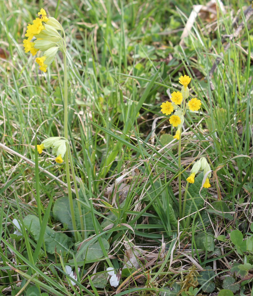 LookforCowslips's tweet photo. Cowslips are already blooming in some parts of Europe!🌻
We have gotten observations e.g. from France, Spain, Italy, Croatia, Germany, Czech republic, Slovakia and Slovenia. 
Are cowslips already flowering where you are?

Photos: our observers.
#lookingforcowslips #citizenscience https://t.co/4LIJk9jjnq