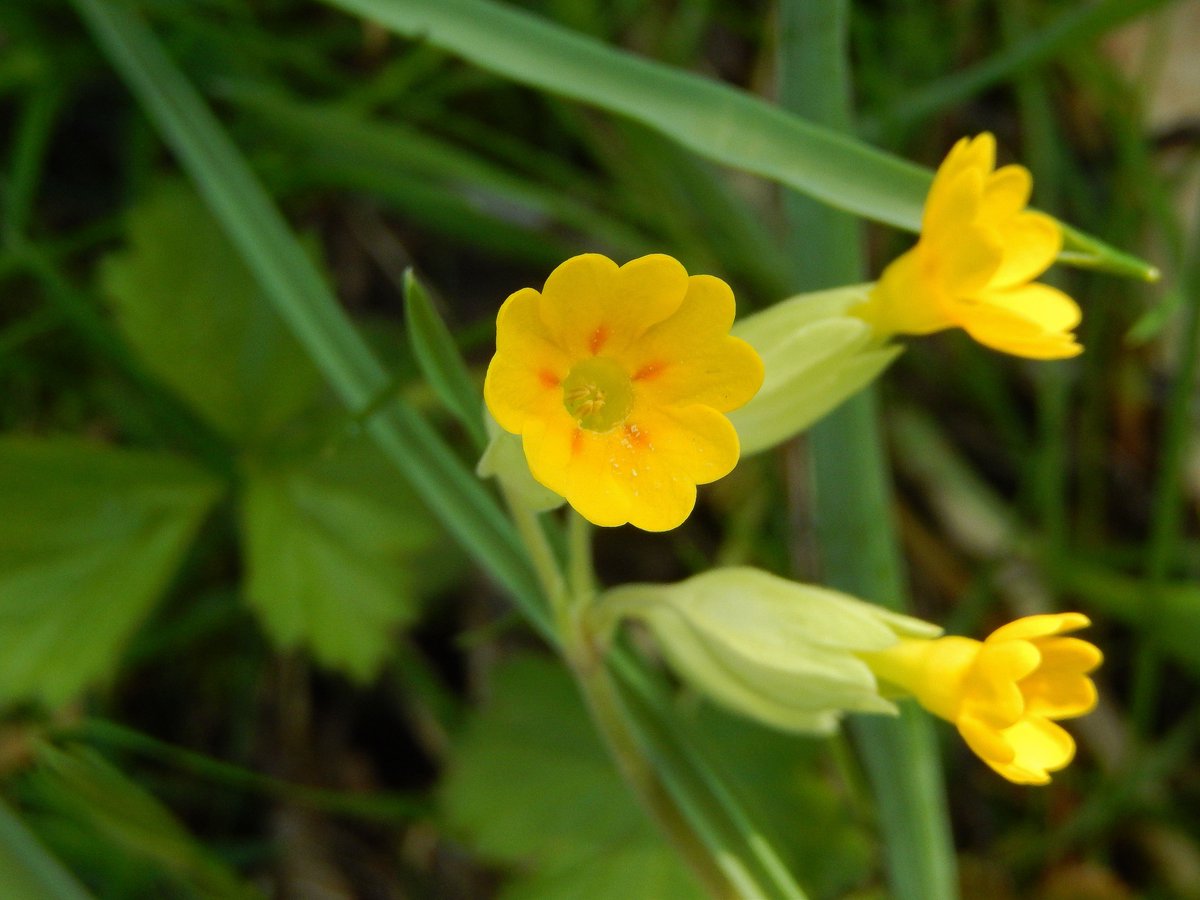 LookforCowslips's tweet photo. Cowslips are already blooming in some parts of Europe!🌻
We have gotten observations e.g. from France, Spain, Italy, Croatia, Germany, Czech republic, Slovakia and Slovenia. 
Are cowslips already flowering where you are?

Photos: our observers.
#lookingforcowslips #citizenscience https://t.co/4LIJk9jjnq