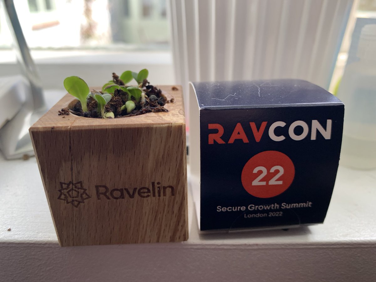 dungey2002's tweet photo. Forget Me Nots coming on nicely @ravelinhq #RavCon22 https://t.co/nsKT3BTMBb