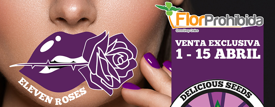 DeliciousSeeds's tweet photo. New Eleven Roses Auto 🌹🌹

Disponible en @Flor_Prohibida_  para España hasta el 16 de abril...

...Y muy pronto para todo el mundo

💣 Se viene la auto definiva 💣

#ElevenRoses #ElevenRosesAuto #DeliciousSeeds #DeliciousExperience https://t.co/3FWzzaexPQ