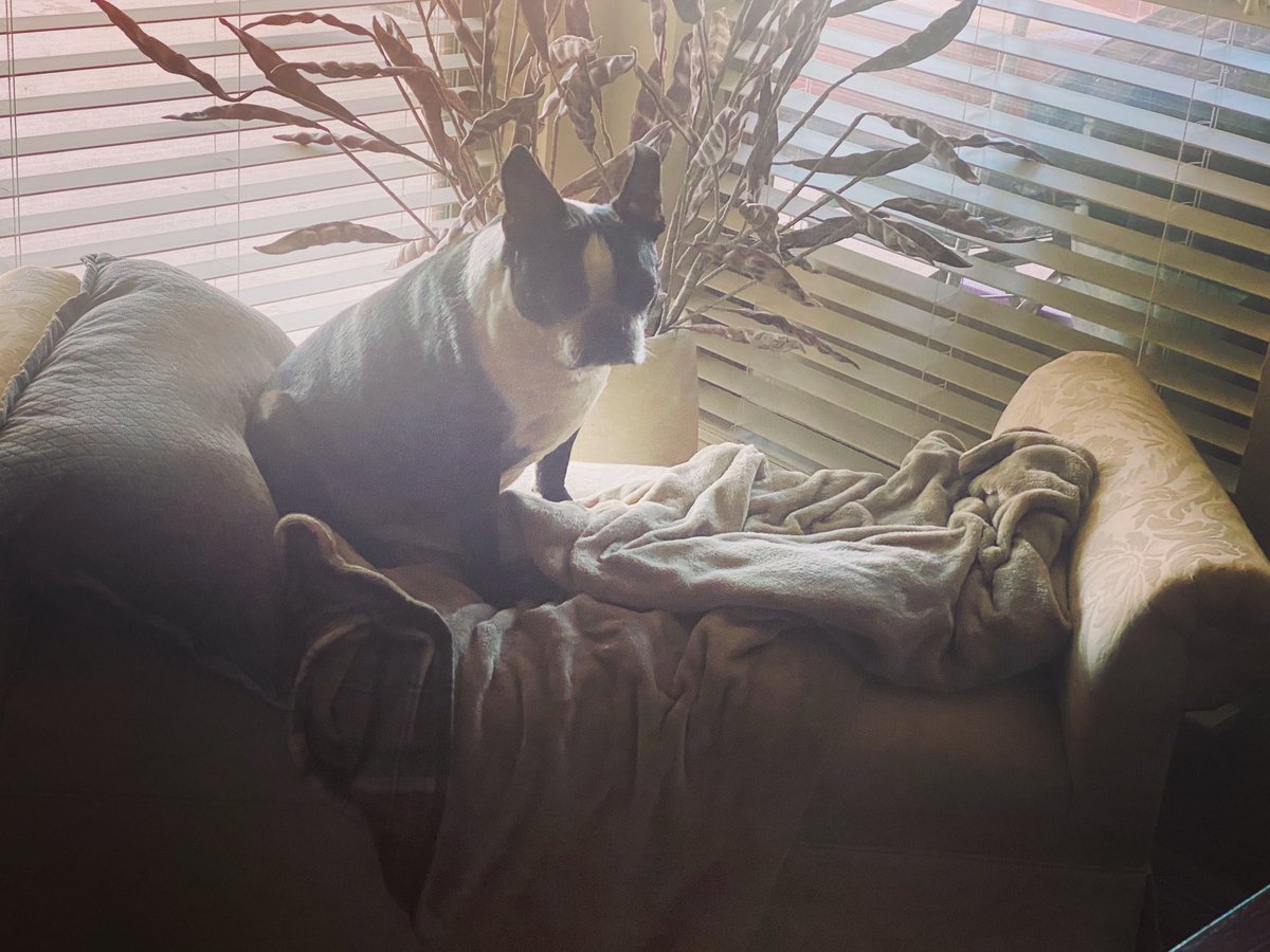 Parker loves new cubbyhole#bostonterrier