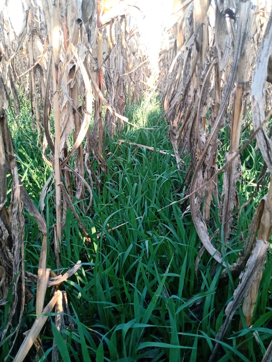 LattanziMauri's tweet photo. 80 kg/ avena el 5/3 Avion!!!!  Ya sea para consumo animal o como cultivo de servicio , el lote se  desocupa en Agosto !!!! 💧💧💧 En lotes sin napa hace la diferencia!!!! 💰💰 https://t.co/SExQXEI4A4