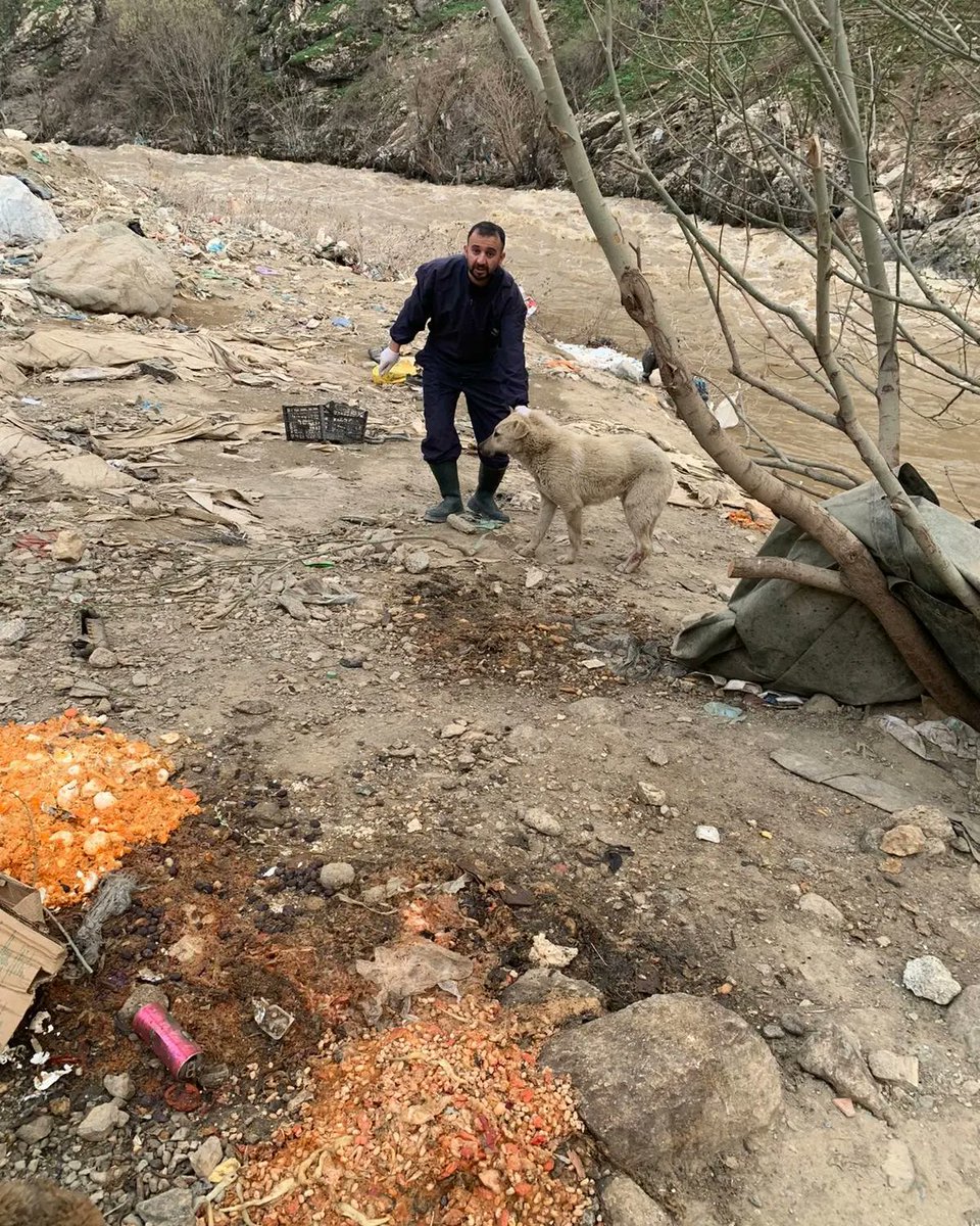 SemHayDer's tweet photo. Kısırlaştırma ve sağlık taramalarından bugünden kalanlar... 
#CanDostlarımız 
@HakkariValiligi
@idrisakbiyik
@GSemdinli
@SemdinliBldyesi
@haytap https://t.co/rVzJbOvdbd