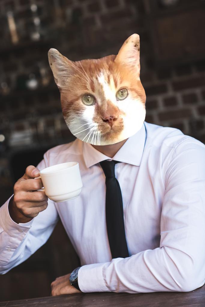 PinkyaTwitch's tweet photo. La Saga Flash et son café. Un merci spécial à @UNIIPROD qui s'amuse à faire des montages. #chacha #cat #flashthecat #flashandcoffee #aled https://t.co/LgOoOk7orb