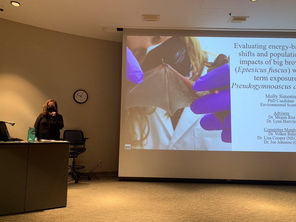 megrua's tweet image. Lots of feelings today! The first #RuaLab PhD student @MollySimonis is defending her PhD examining energy based trait shifts for less susceptible host species following White Nose Syndrome exposure