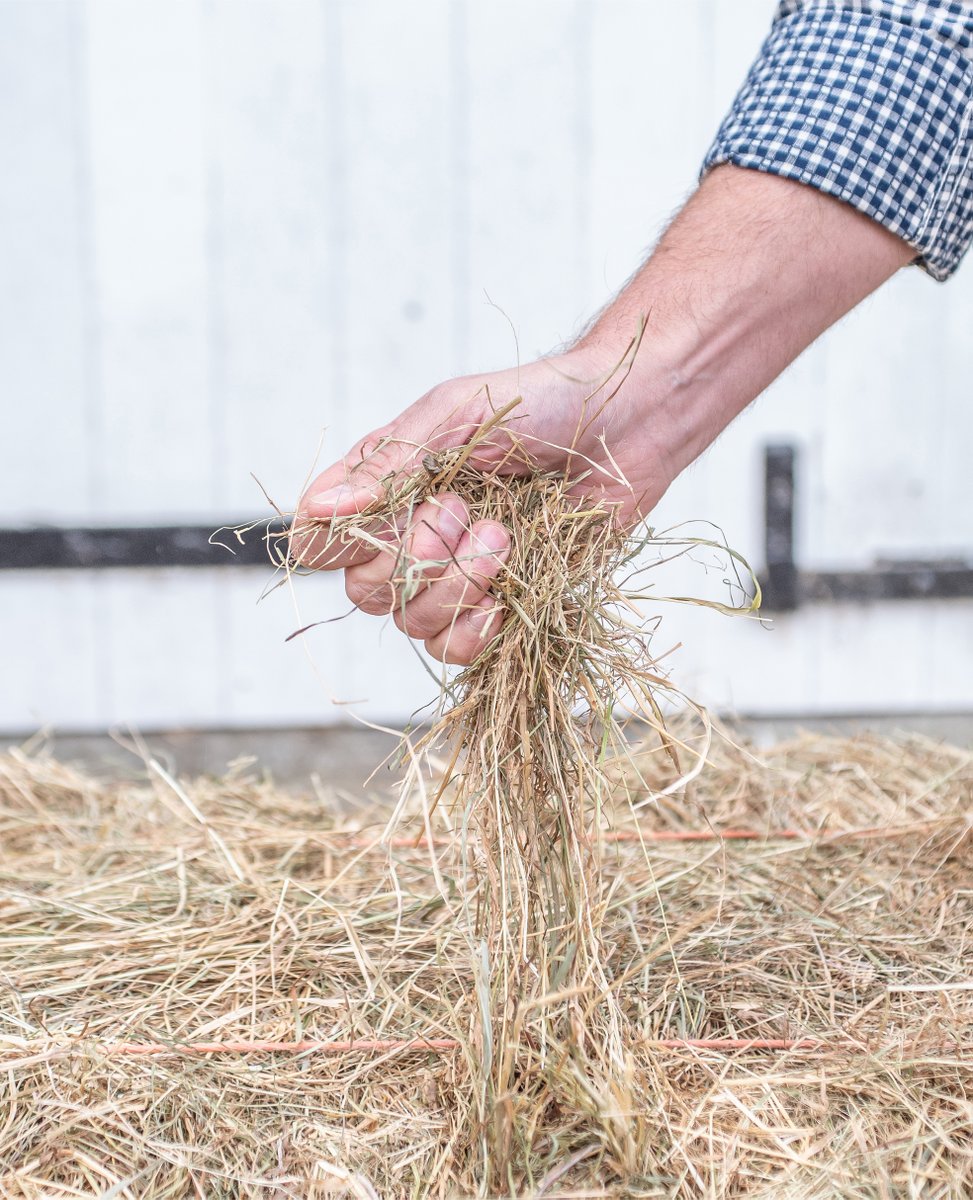 FrankInnsEquine's tweet photo. Meadow Hay has a great balance of leafy grass and clover, making it naturally low in sugar, starch and protein but high in fibre. It's medium to low nutritional levels, make it less rich and much more easily digestible than other hays. #hay #horsefeed #equinenutrition #meadowhay https://t.co/r7mWJnHjnI