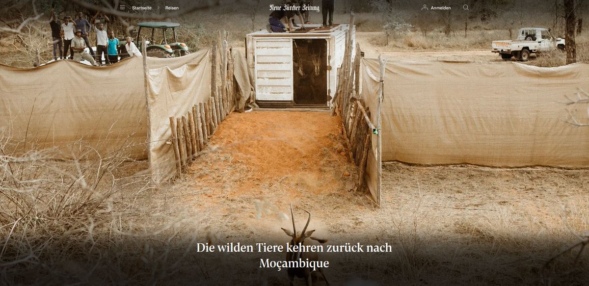 "Die Riesen zu finden, ist eine Herausforderung. Und das, obwohl die Tiere eine Schneise der Verwüstung hinterlassen." 
<a href="/RikeUh/">Rike Uhlenkamp</a> 📝und <a href="/rainer_kwiotek/">Rainer Kwiotek</a> 📸 haben in Mosambik eine Hoffnung begleitet: Kommen mit den Tieren die TouristInnen zurück?Longread <a href="/NZZ/">NZZ</a>:bit.ly/3unVh0k