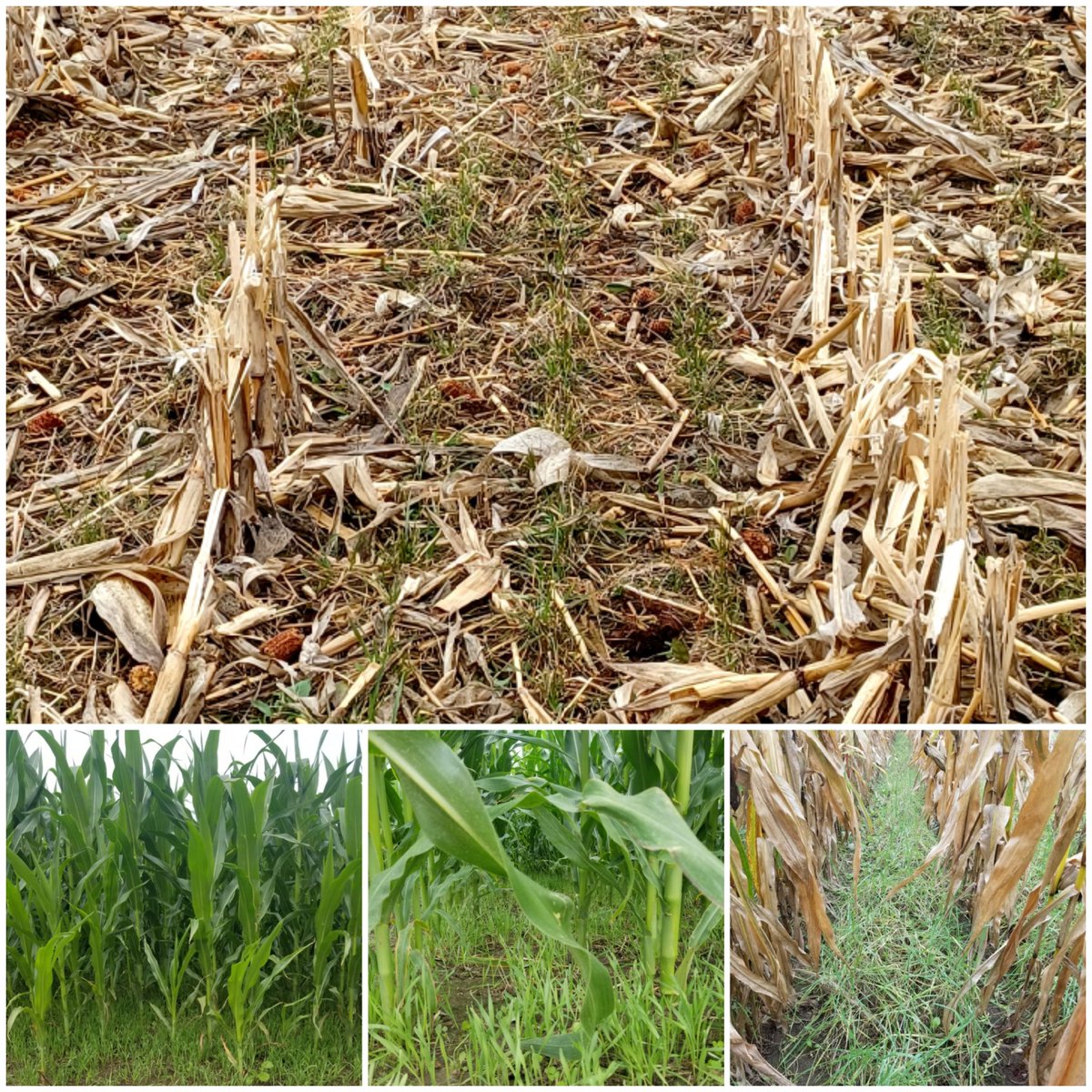 Spring has sprung! Our #corn #interseed from 2021 is waking up @cropguy_Matt <a href="/MapleseedCanada/">Mapleseed</a> #cowchow