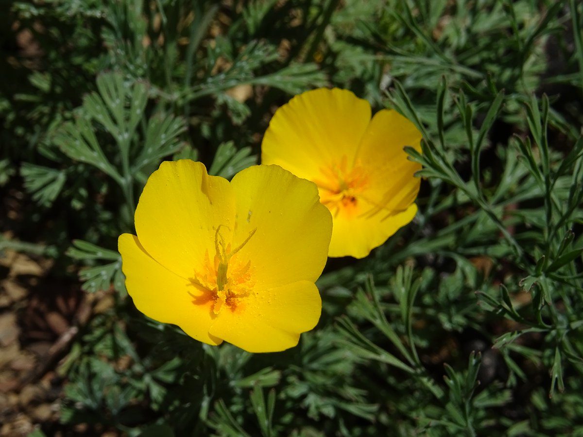 SaveMountDiablo's tweet photo. The tufted poppy (Eschscholzia caespitosa) bears striking resemblance to the more well-known California poppy, with the most prominent difference being tufted poppies are more yellow in color.
📸: Sean Burke
#SaveMountDiablo #DiabloRange #CaliforniaNativePlants #BioBlitz https://t.co/ITXlQEaBL1