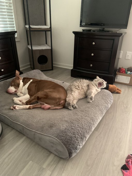 Good morning 🥱 https://t.co/CKiS8ZiAgO<a href="/tag/heatlesswaves"class="tags"><span>#heatlesswaves</span></a>