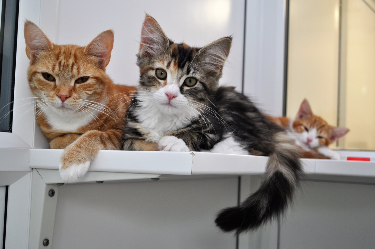 Glastonbury &amp; Wells Cats Protection is running a campaign to allow low-income cat owners to get their pet neutered and chipped for £5.
wells.nub.news/n/glastonbury-…