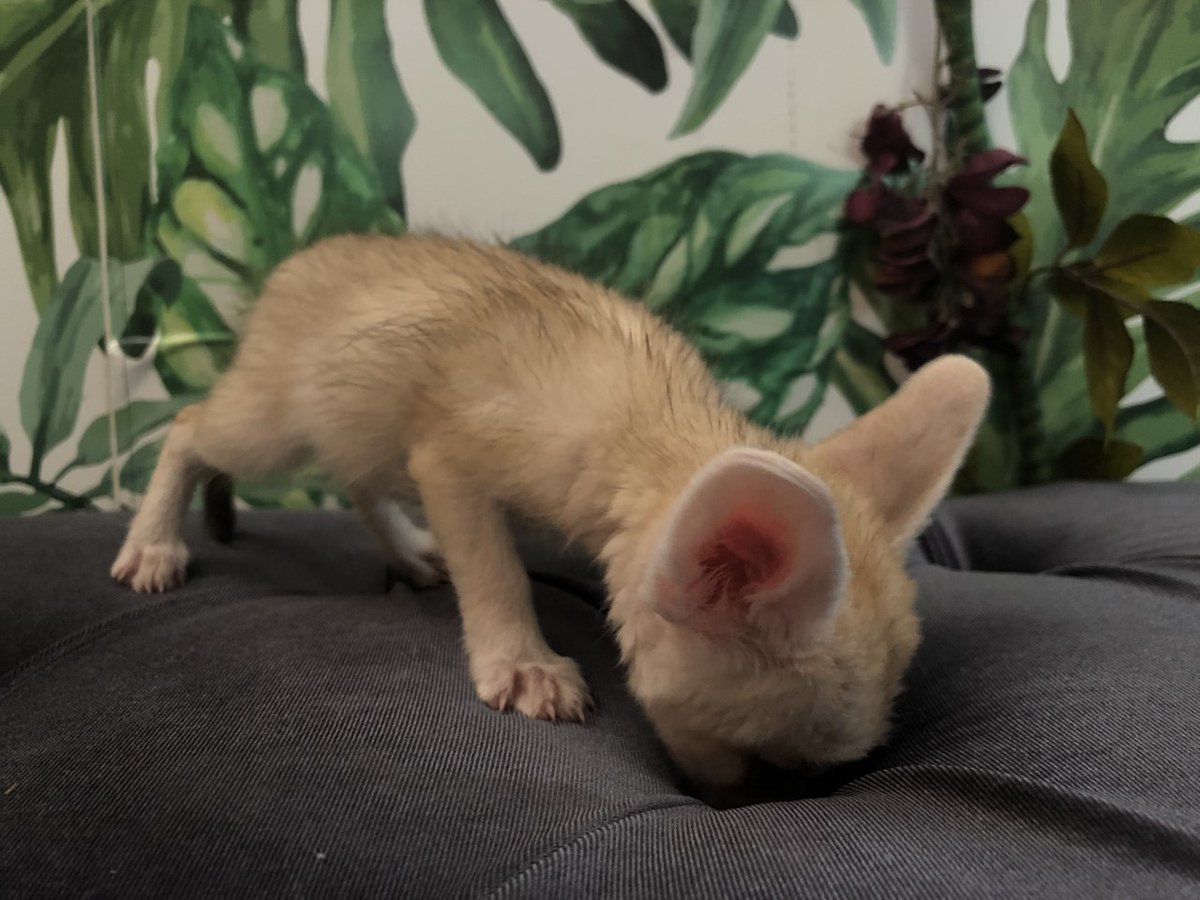 Jandaexotics's tweet photo. "They will never be able to find me now." 😈 #cuddlecabin #cute #JEAR #JandaExotics #FennecFox #HideandSeek https://t.co/W7xGe9Hyen