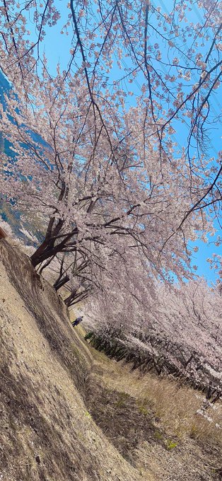 Twitterのコスプレ画像5