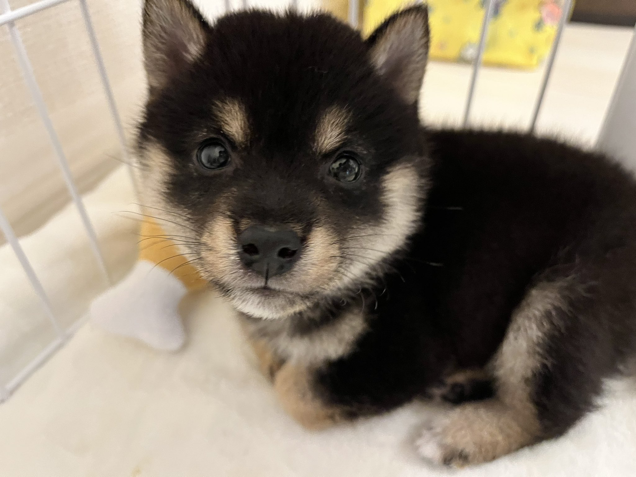 黒豆柴 煮豆 えっ 今日ぼくの日 4月8日 柴犬の日 柴の日 犬 犬のいる暮らし 柴犬 黒柴 豆柴 黒豆柴 犬好きと繋がりたい 犬好きさんと繋がりたい T Co Mzvjx0in52 Twitter