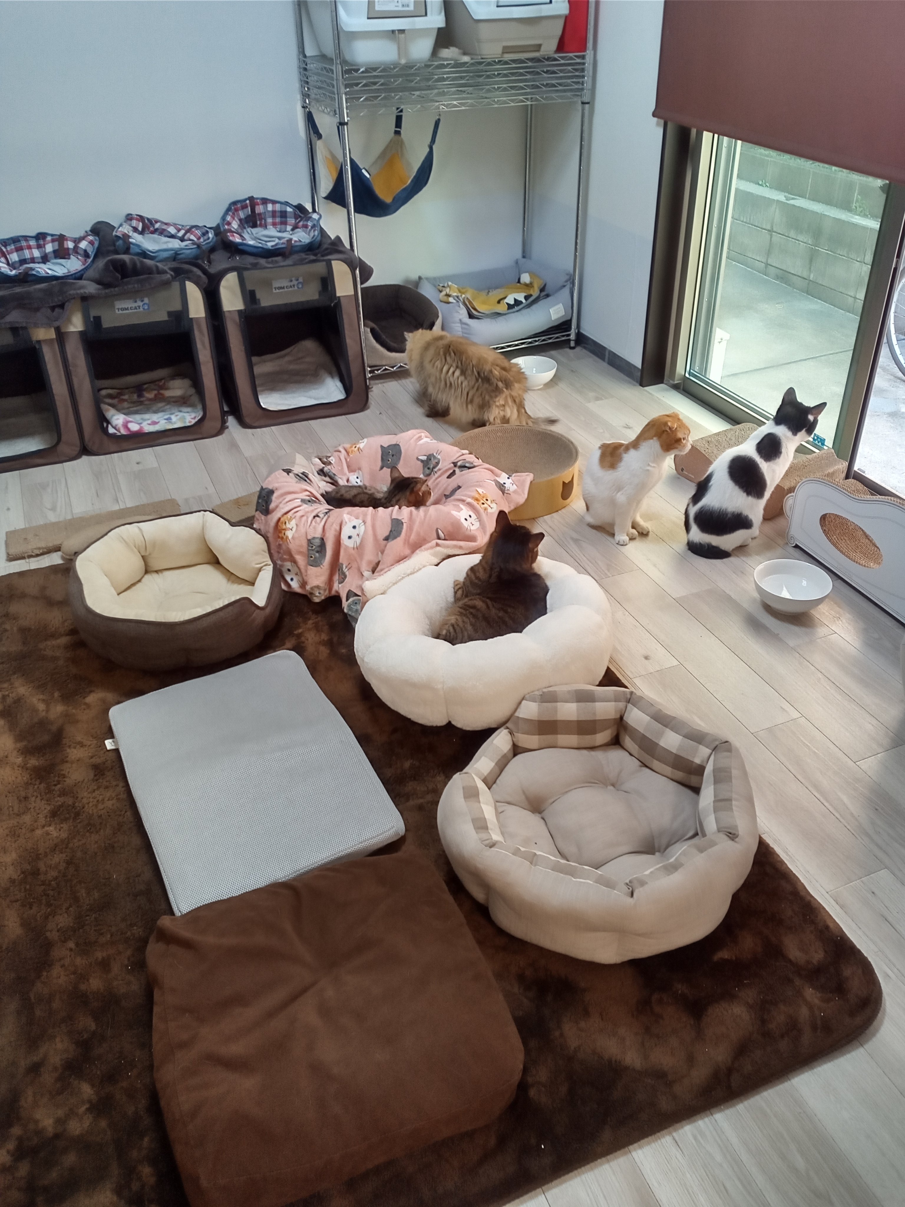 猫カフェオーナー Nekomise O Twitter