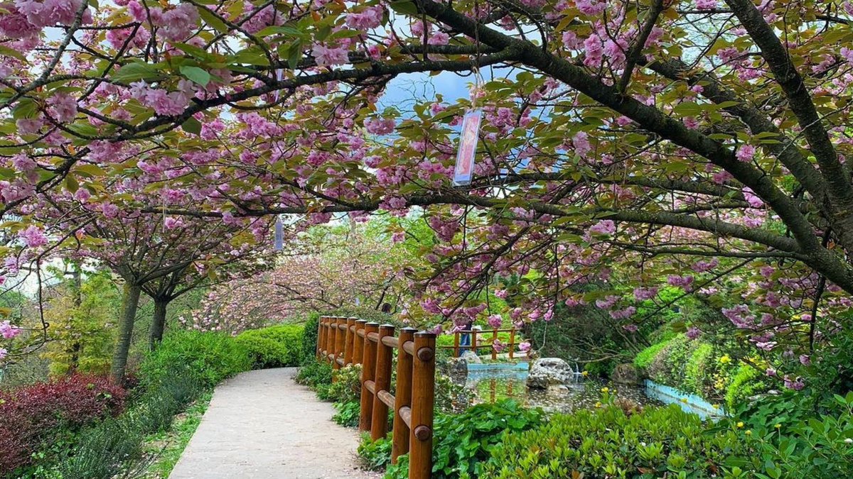 SapienzaRoma's tweet photo. 🌸 Hanami all'#OrtoBotanicoRoma: in occasione della fioritura dei ciliegi, due giorni di eventi dedicati all'idea di natura nella cultura nipponica, mostre, visite guidate e cerimonia del tè
(sab 9-dom 10 aprile) ➡️ https://t.co/CDBR3OH4QO
#Hamami #museiSapienza #Mobot_Sapienza https://t.co/wpv3fkKFDL