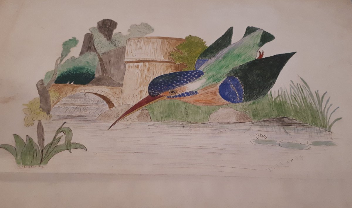 GeoffUpton3's tweet photo. Another 'gem' from the Dorset Museum in Dorchester: Kingfisher, by a youthful Thomas Hardy, c1856 https://t.co/9eQv8hNf6J
