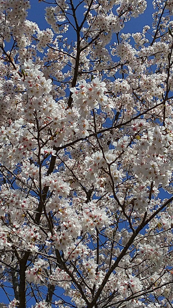 yue39218's tweet photo. 中々ぬい撮り出来ませんが…桜は毎年恒例🌸
通勤中に見れるので嬉しい✨ https://t.co/vuyNJC0ZD8