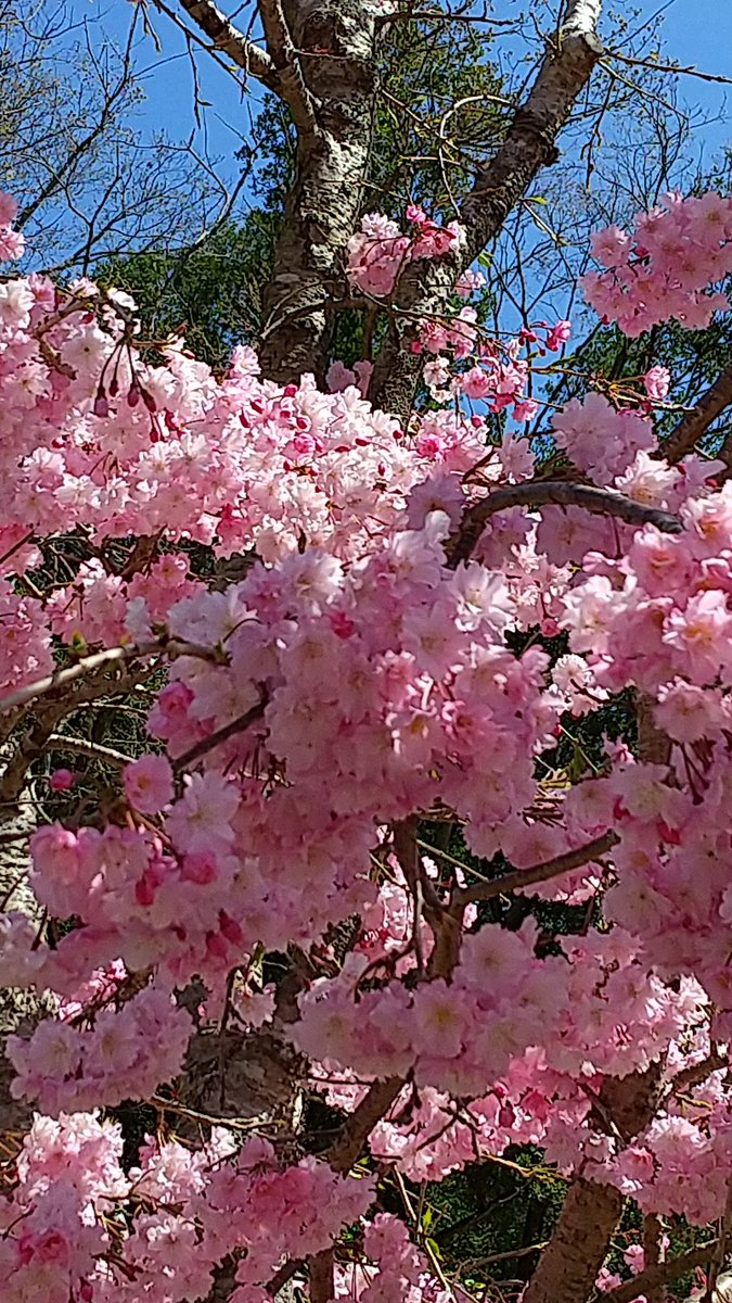yue39218's tweet photo. 中々ぬい撮り出来ませんが…桜は毎年恒例🌸
通勤中に見れるので嬉しい✨ https://t.co/vuyNJC0ZD8