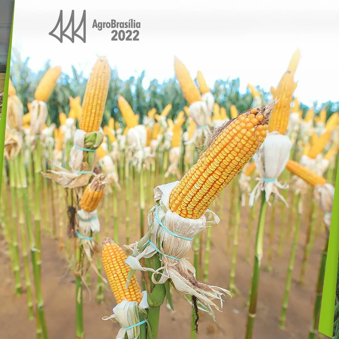 agrobrasilia's tweet photo. Insumos é na AgroBrasília 

#vaiterfeira #agrobrasília #insumos #materiaprima #grãos https://t.co/acbkScdZLr
