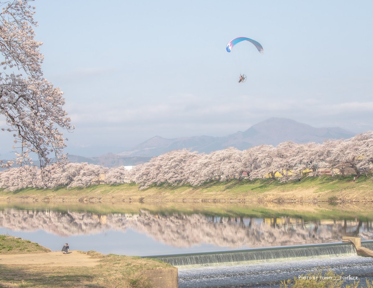 tmtm_091533's tweet image. 気持ちいいやろうねぇ

#桜 
#写真好きな人と繫がりたい 
#キリトリセカイ
#東京カメラ部
#過去pic
#宮城