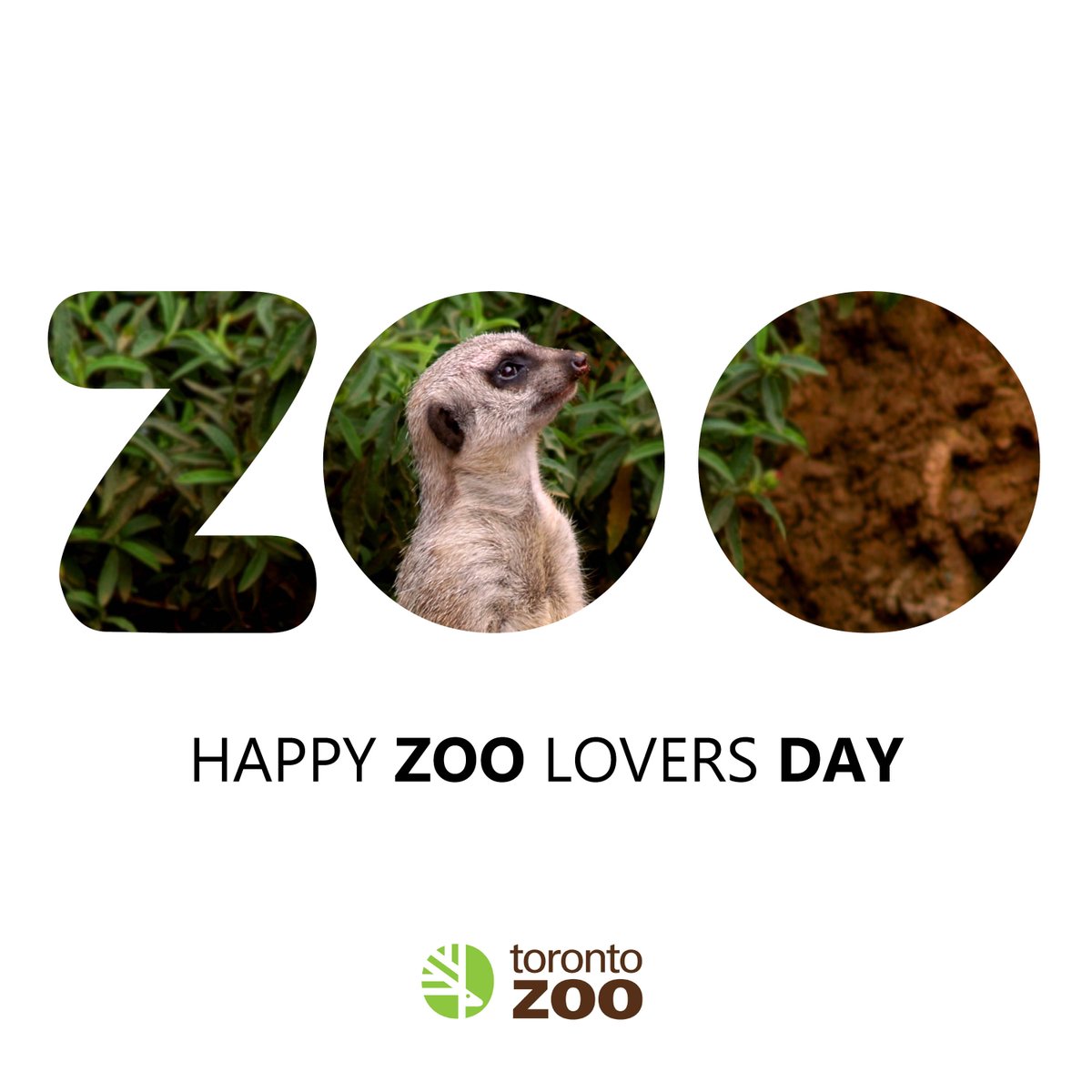 Good Friday morning York Region! It is 5 right now, heading up to a High of 10 with some light rain. Expect cooler weather over the weekend. And Happy #NationalZooLoversDay 🦒🦁