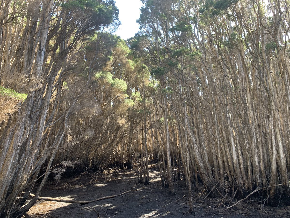 teamswiftparrot's tweet photo. These swamps are swampy but can be pretty in their own way (when u don’t have to clomp through them) - King Island https://t.co/3cr14JMzDs