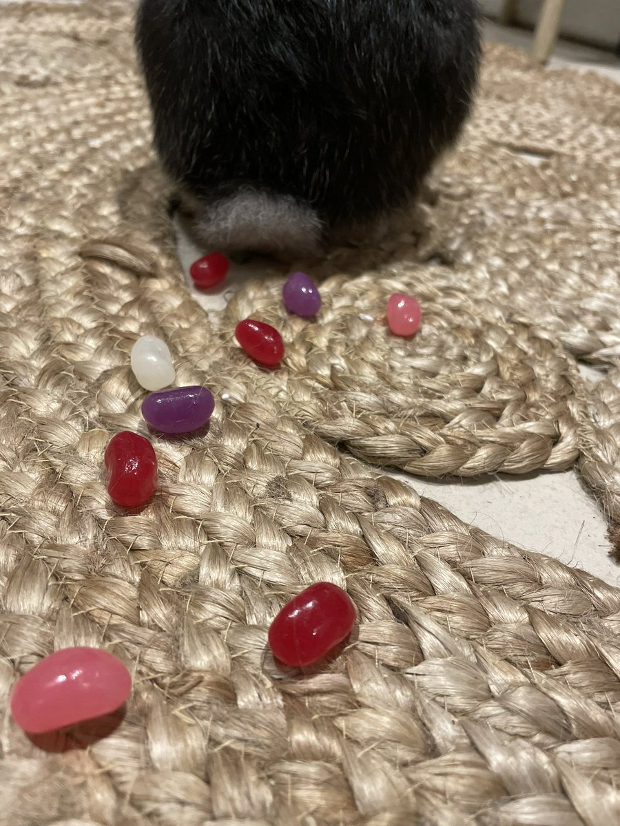 Luci_May11's tweet photo. Hoppy Holidays from Hopscotch and Twitch! 💖🐰 Unfortunately the rain disrupted our end of term adventures and spoiled our plans to hide ‘treats’ around our school for staff to find *sigh* I guess that means we’ll just be better prepared for next term! #bunnypoop @AlisonRourke1 https://t.co/RpjscwBjCT