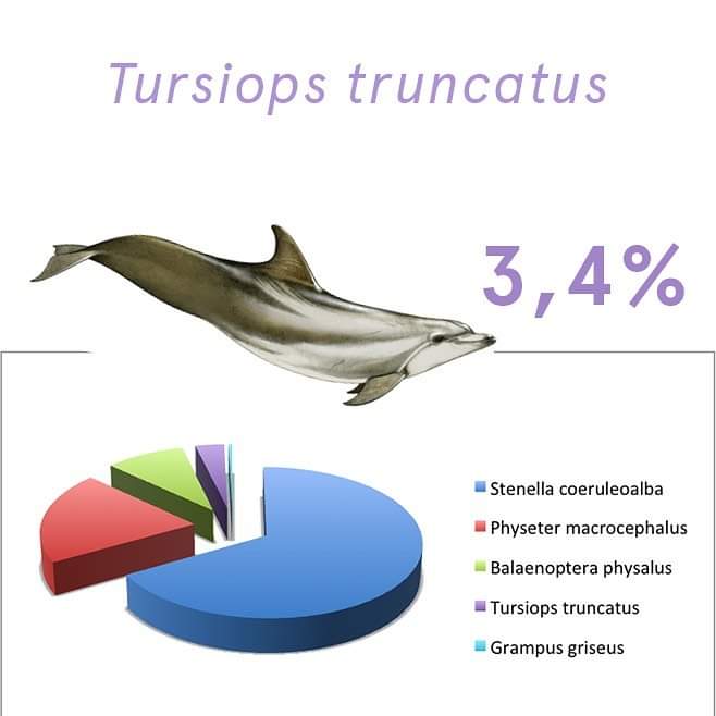 Run for the Whales Sanremo tweet media