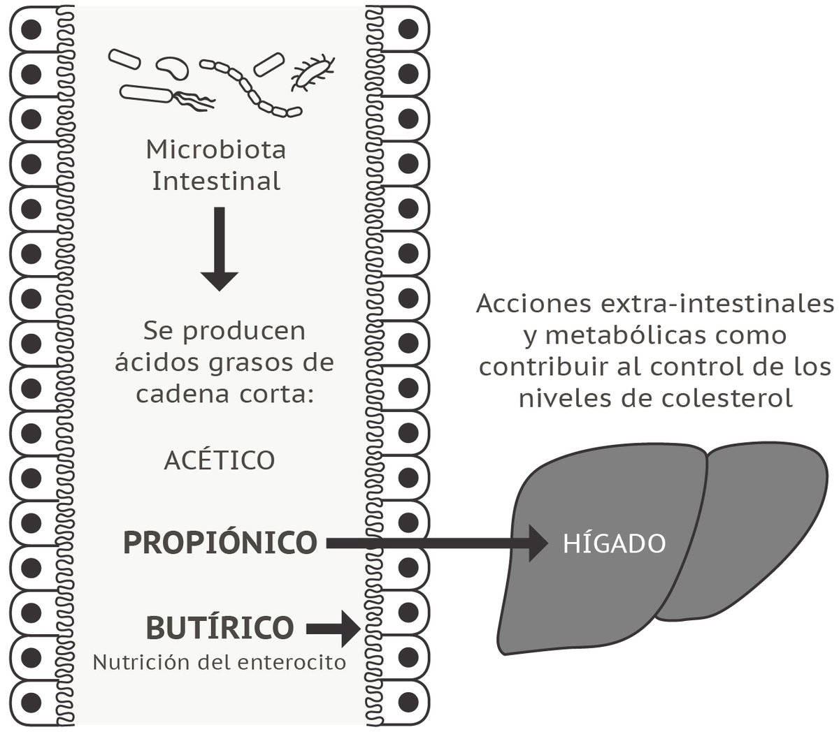 manriqueDVD's tweet photo. ácido grasos de cadena corta / #butyrate #propionate https://t.co/hpNspY3c0Z