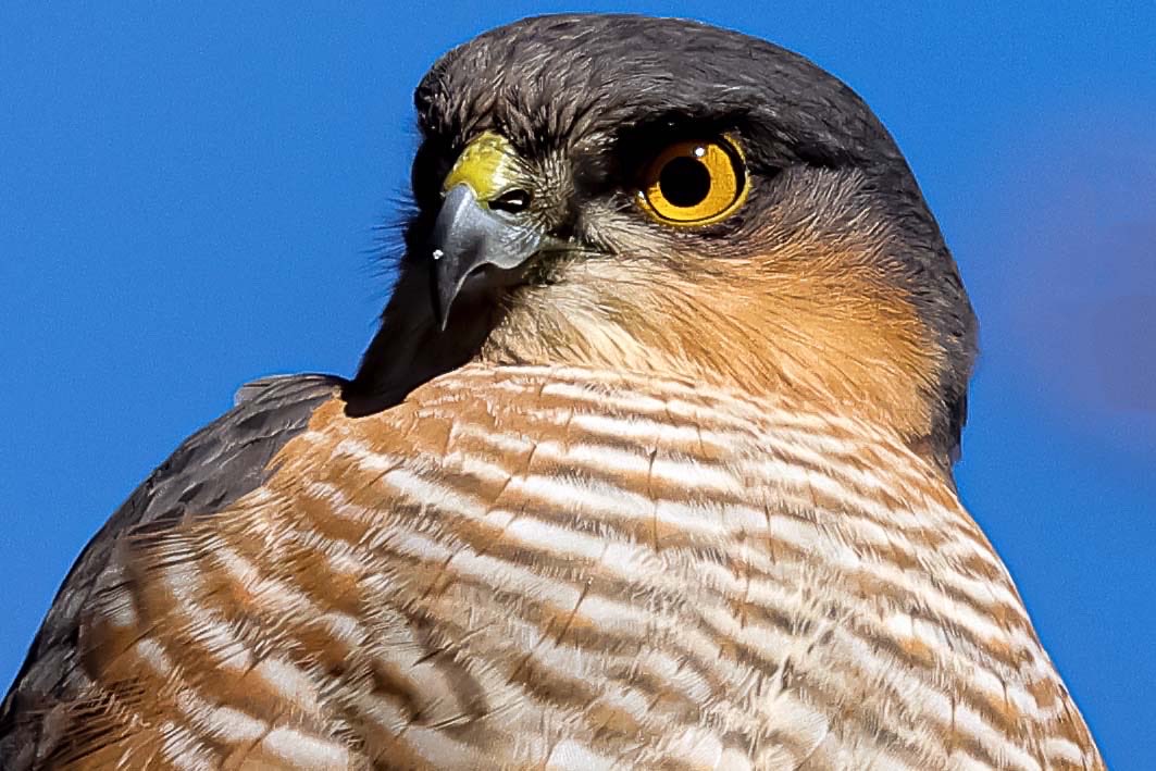 lensmanic's tweet photo. Even more menacing in close up. @EnableParks @Natures_Voice @RSPBbirders @wwcommon @BBCSpringwatch @WildlifeMag https://t.co/IWAoQO0Izq