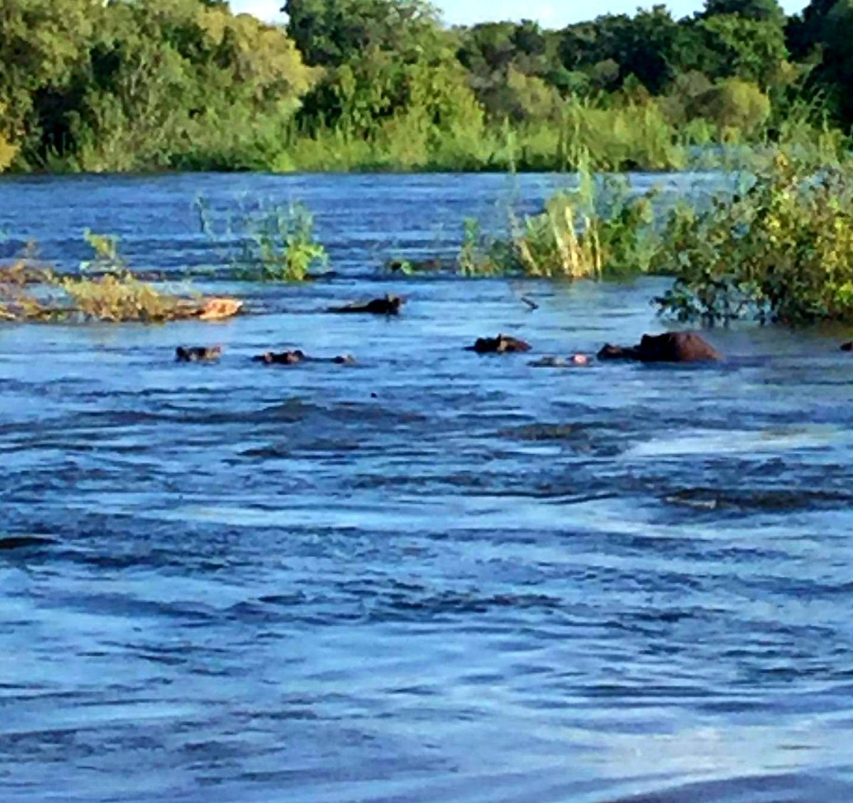 <a href="/TravelBugsWorld/">Travel Bugs World ✈️🐞🌎</a> <a href="/Adventuringgal/">Cynthia | Adventuring Woman</a> <a href="/jenny_travels/">Uncharted Traveling</a> <a href="/FitLifeTravel/">Fit🌞Life🌞Travel</a> <a href="/LiveaMemory/">Live a Memory</a> <a href="/perthtravelers/">Perthtravelers (Wendy)</a> <a href="/LoriMoreno/">#InfluencerMarketing Host</a> <a href="/beckyexploring/">Becky Exploring</a> <a href="/LindaPeters64/">Linda</a> <a href="/suziday123/">Suzi Day</a> @travelingmkter <a href="/lizzie_hubbard2/">Lizzie Hubbard</a> <a href="/sisbehaving/">Sisbehaving | travel bloggers</a> @paulpassingthru <a href="/ThoroughTripper/">Steven Jepson | The Thorough Tripper</a> <a href="/wanderingkeller/">The Wandering Kellers</a> <a href="/TravelAtWill/">LDH</a> <a href="/VeryTastyWorld/">VeryTastyWorld</a> <a href="/SonjaSwissLife/">Sonja Holverson</a> <a href="/bl2life/">bucketlist2life | travelblog</a> <a href="/ararewoman/">Sabine</a> <a href="/MadHattersNYC/">Mad Hatters NYC</a> <a href="/CharlesMcCool/">Charles McCool ✈️</a> <a href="/zeshlife/">Hannah - Zeshlife</a> <a href="/Nilemajesty/">Cross Cultural Voyages</a> <a href="/Txiki_Tales/">Txiki Stu 🛫🍺🍷</a> <a href="/Travel_Session/">TravelingSession.com-Personalized Travel Discovery</a> <a href="/FansFair/">FunFair 🇺🇦</a> <a href="/TrvTheWorldClub/">traveltheworldclub.com</a> <a href="/180books/">GeorgeGiunca180books🐠👀 180books.x NFT ETH AIArt</a> <a href="/PumaBaker/">Admiral Baker</a> <a href="/GoodLifeWithIQ/">The Good Life With IQ</a> <a href="/MamaO_GO/">Mama O</a> <a href="/eatlivestay/">eatlivestay</a> 💧 Love Thailand  Oli, we are sailing into #FlashbackFridayz show us your best #water pics 
👉Use both hashtags
👉Tag your hosts
<a href="/TravelBugsWorld/">Travel Bugs World ✈️🐞🌎</a> <a href="/Adventuringgal/">Cynthia | Adventuring Woman</a> <a href="/jenny_travels/">Uncharted Traveling</a> @Chalkcheese111 <a href="/FitLifeTravel/">Fit🌞Life🌞Travel</a>
&amp;📲 Invite all your friends to join
 
📷 Zambezi River Zimbabwe 🇿🇼