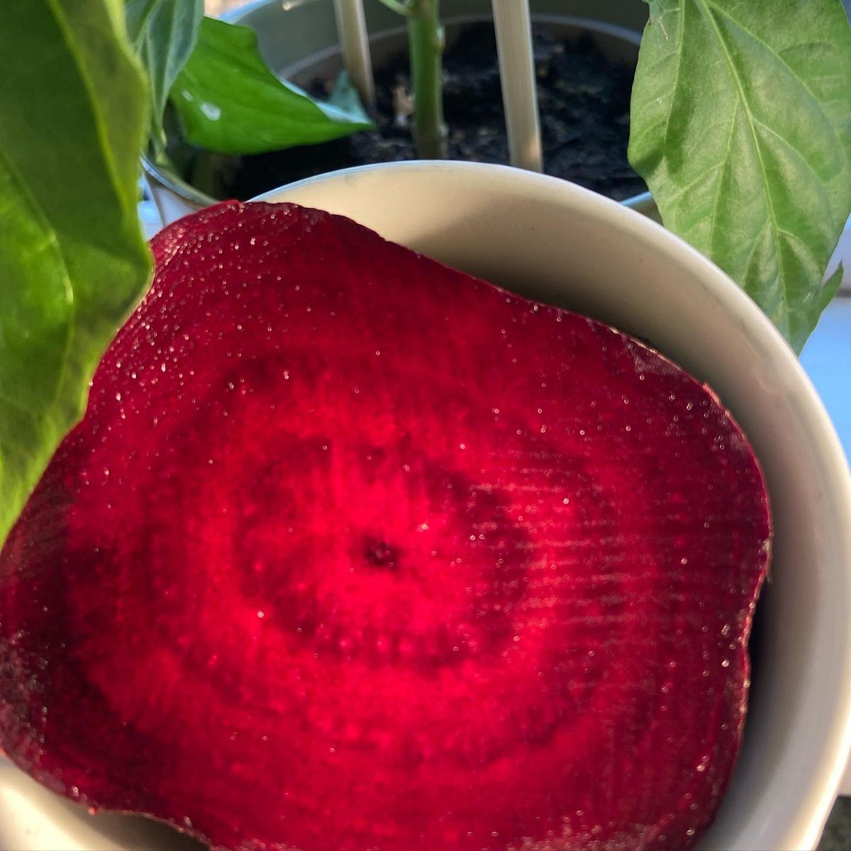 feigherysfarm's tweet photo. Is it any wonder why our superfood Beetroot is commonly referred to as natureโs powerful Blood Builderโฆ their colour alone says it all ๐
#bloodbuilder #beetroot #beetrootjuice #beetjuice #beetjuicebenefits #irishbeetroot #pesticidefree #detoxify #redbloodcells #oxygensupply https://t.co/UrXpY7R7jV