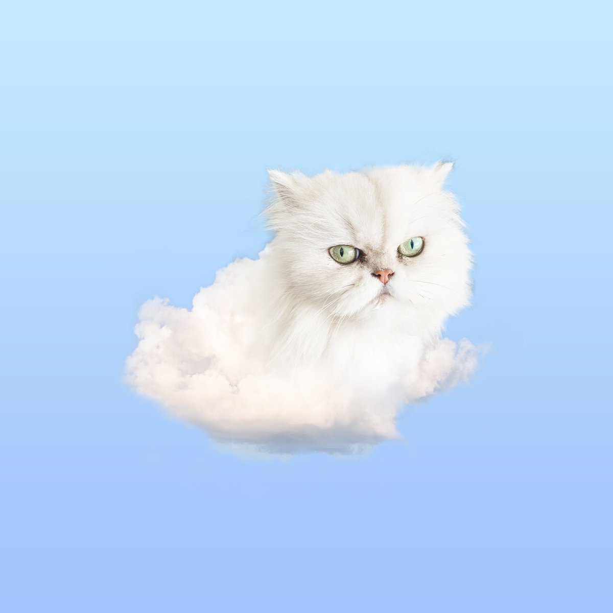 liatnoten's tweet photo. @Photoshop The most grumpy cloud https://t.co/frOfSi3DE5