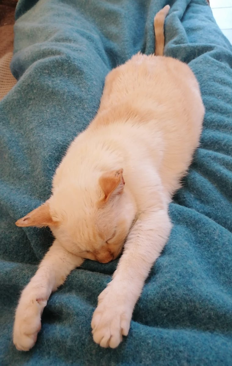 Catblueeye1's tweet photo. Dive into the weekend. 😂😂😂

Please follow me and leave a❤️! 

#CatsOnTwitter #CatsOfTwitter #Caturday #cats #catlife https://t.co/nuCGhuhw1L