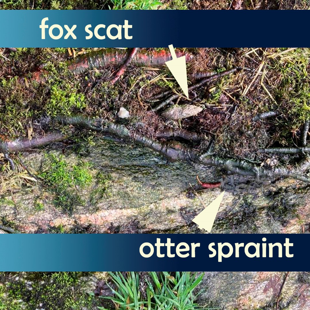 AST_Salmon's tweet photo. Scat sampling,๐ฉpicking, no stone left unturned. We continue to expand our library of Environmental DNA samples & gather more evidence as we look closer into predation for the #MorayFirthTrackingProject this year๐งฌ
Take a look at a few samples collected so farโฆ https://t.co/KyqLTZ9ZCx