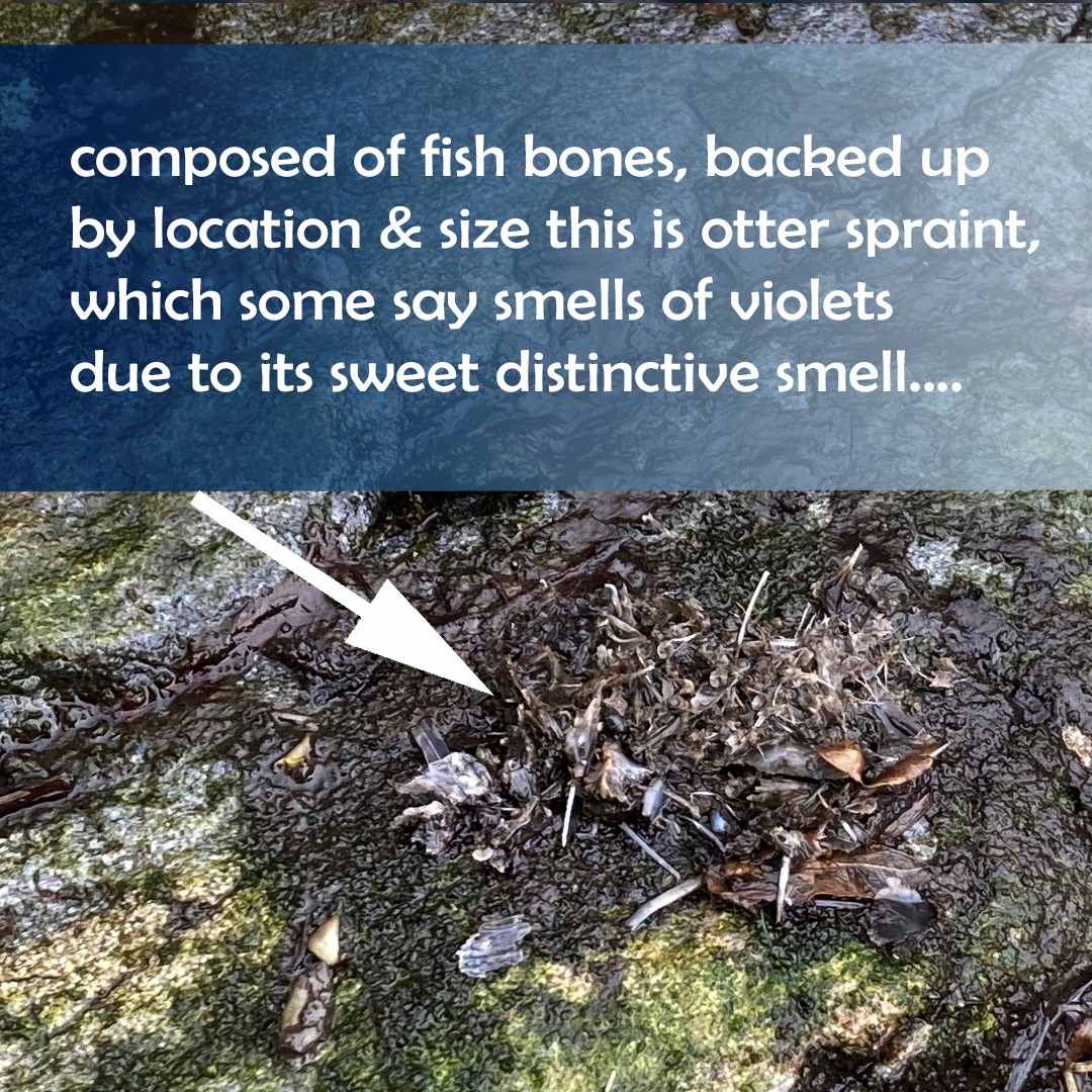 AST_Salmon's tweet photo. Scat sampling,๐ฉpicking, no stone left unturned. We continue to expand our library of Environmental DNA samples & gather more evidence as we look closer into predation for the #MorayFirthTrackingProject this year๐งฌ
Take a look at a few samples collected so farโฆ https://t.co/KyqLTZ9ZCx