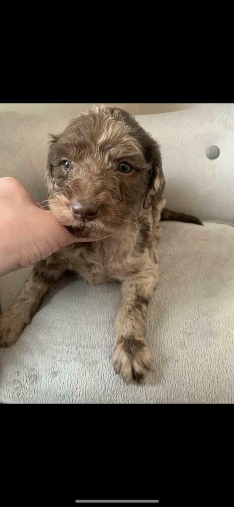 OodleLife's tweet photo. I need help picking a name!! Its a girl. via /r/labradoodles https://t.co/9tYhxIcfYp #labradoodle #puppy #dogs https://t.co/rOhmCc3fTd