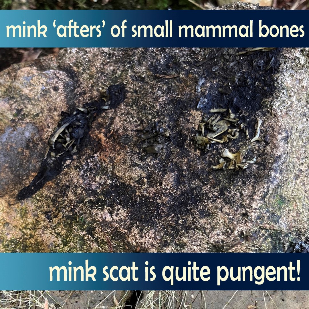 AST_Salmon's tweet photo. Scat sampling,๐ฉpicking, no stone left unturned. We continue to expand our library of Environmental DNA samples & gather more evidence as we look closer into predation for the #MorayFirthTrackingProject this year๐งฌ
Take a look at a few samples collected so farโฆ https://t.co/KyqLTZ9ZCx