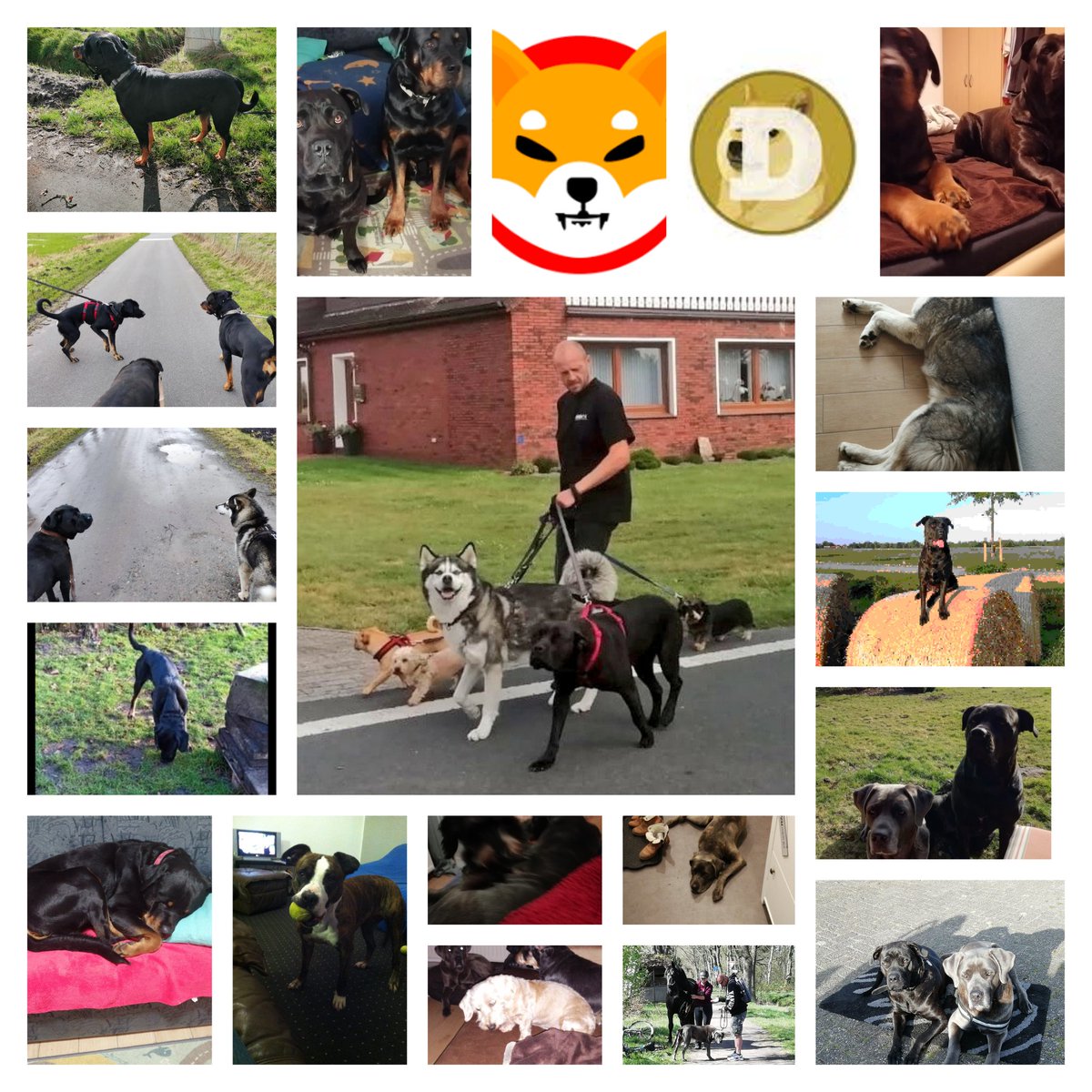 Banditmcn's tweet photo. Hallo #HundeFreunde, ab jetzt können alle meine Dienstleistungen auch in #SHIB und #dogecoin bezahlt werden.

#kryptowährung #BTC #ETH #cryptocurrecy #hundetrainer #hundetraining #dogsitter #dogwalker #hundeliebe @ShibaArchives @ShibInform @shibainuart #pflegehund #pflegestelle https://t.co/wAesqVvVul