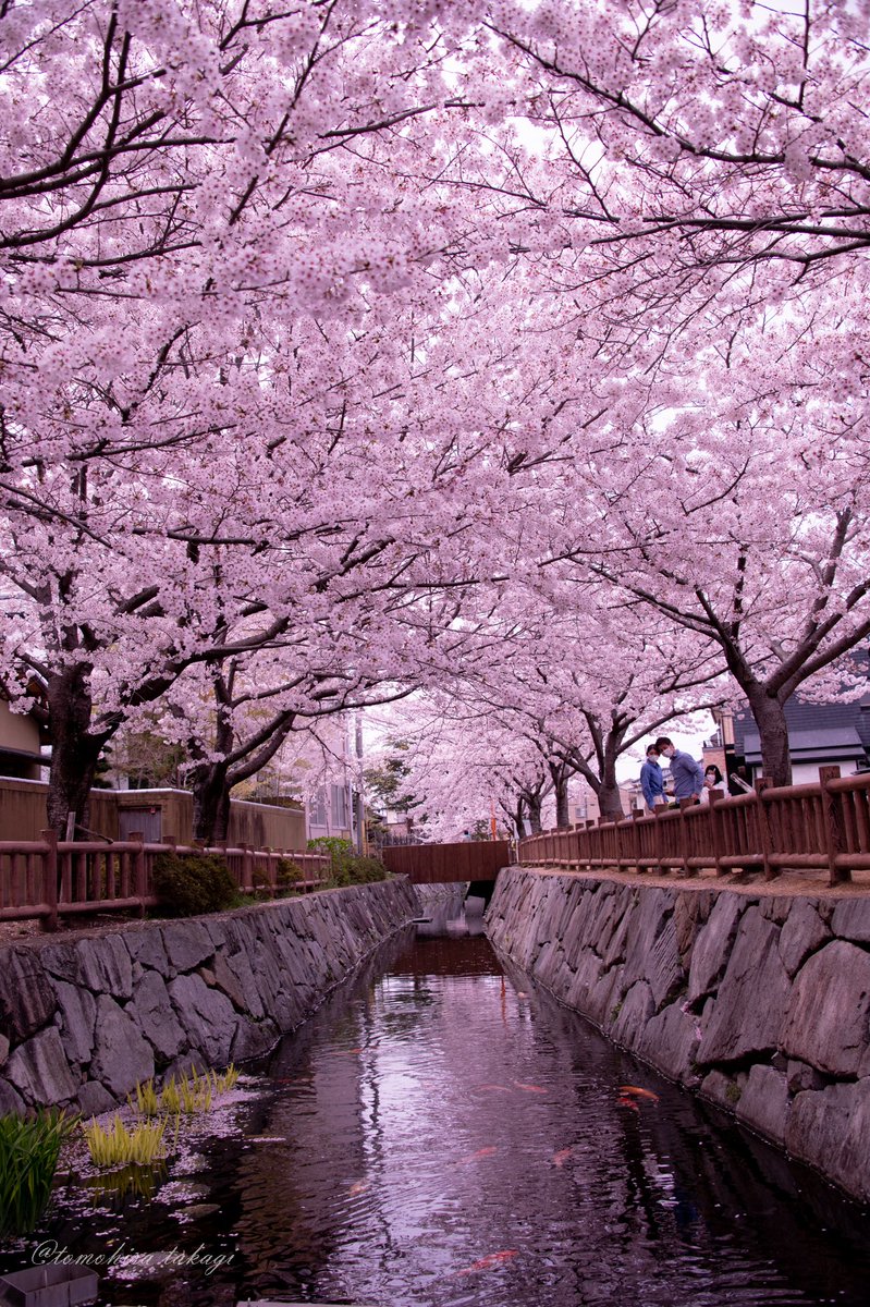 ro_rerai's tweet photo. 今年はちょっと気合い入れて桜を撮りました！！
#写真好きな人と繋がりたい  
#キリトリセカイ 
#サクラ
#香川県
#ファインダー越しの私の世界 
#桜
#photo https://t.co/iEzwC7j7el