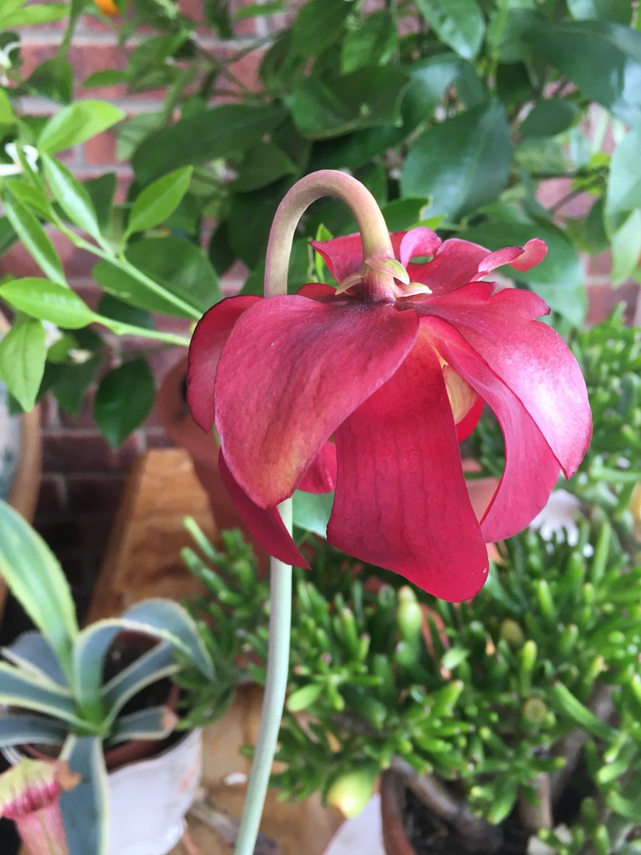Sarracenia cv Eva #spring