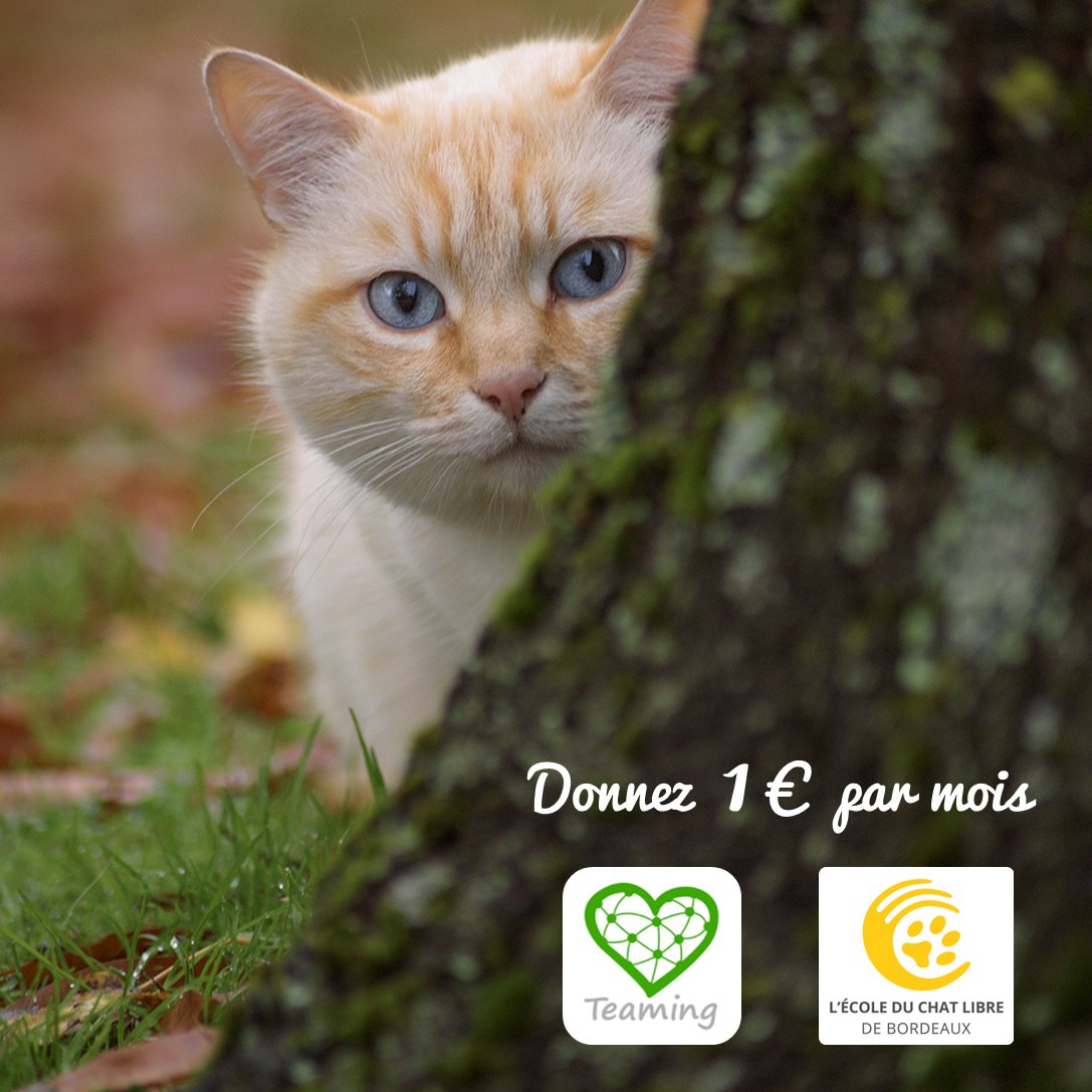 EDC_Bordeaux's tweet photo. Avec @teaming_fr donnez 1 euro par mois à l'#ecoleduchat libre de Bordeaux, ni plus ni moins. 
Vos dons nous permettent de poursuivre nos actions de #stérilisation, régler les factures vétérinaires et nourrir les #chatslibres et en accueil. https://t.co/2GVa7KFgFj
