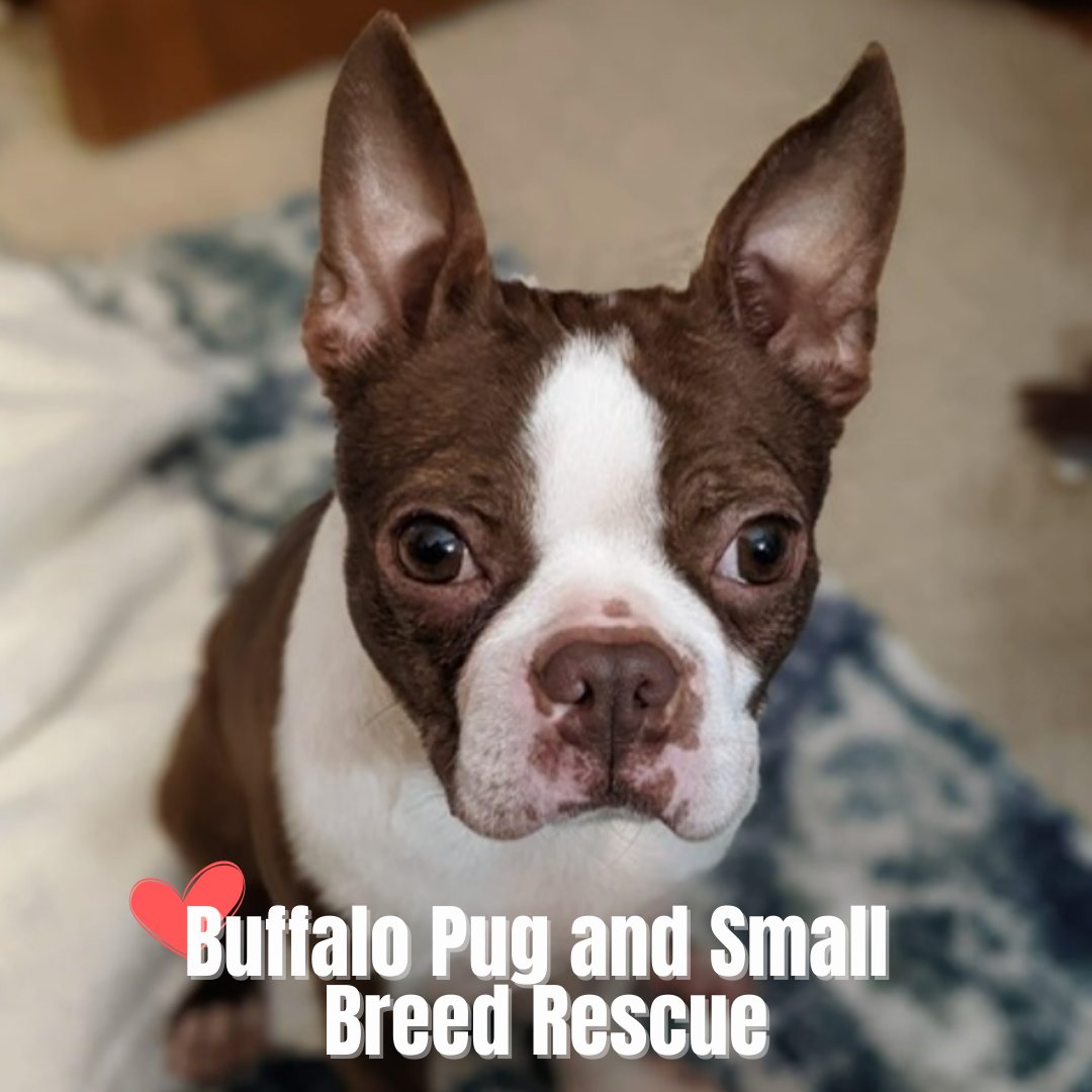 UB_Neurosurgery's tweet photo. Today is #JeansDay! Our staff is donating to the Buffalo Pug & Small Breed Rescue this month!
BPSBR is a non-profit rescuing & finding fur-ever homes for small breed dogs. Visit https://t.co/SOqoDOrHWO to find your new furbaby.
#buffalodogs #buffalodogadoption #adoptdontshop https://t.co/a26GoSEgCa