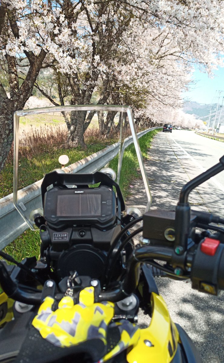 happy_yellow_v's tweet photo. 桜を求めて、丹波篠山・綾部・亀岡あたりをツーリング。
満開から散り始めといった感じでとても綺麗です。天気も最高で良いリフレッシュになりました。 https://t.co/0PBhpmjRxb