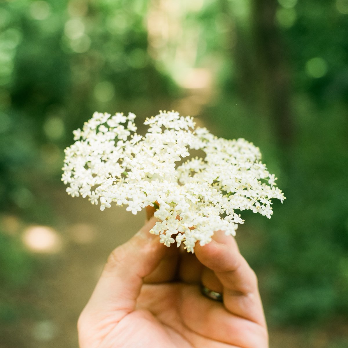 Frobishers's tweet photo. We've picked the elderflowers so you don't have to 😉

https://t.co/HYW5Chr1ET

#fruitdrinks #botanicals #elderflower #presse #sparklingdrinks #softdrinks 
#nonalcoholicdrink #botanicalextracts https://t.co/Q0CeKsqFdP