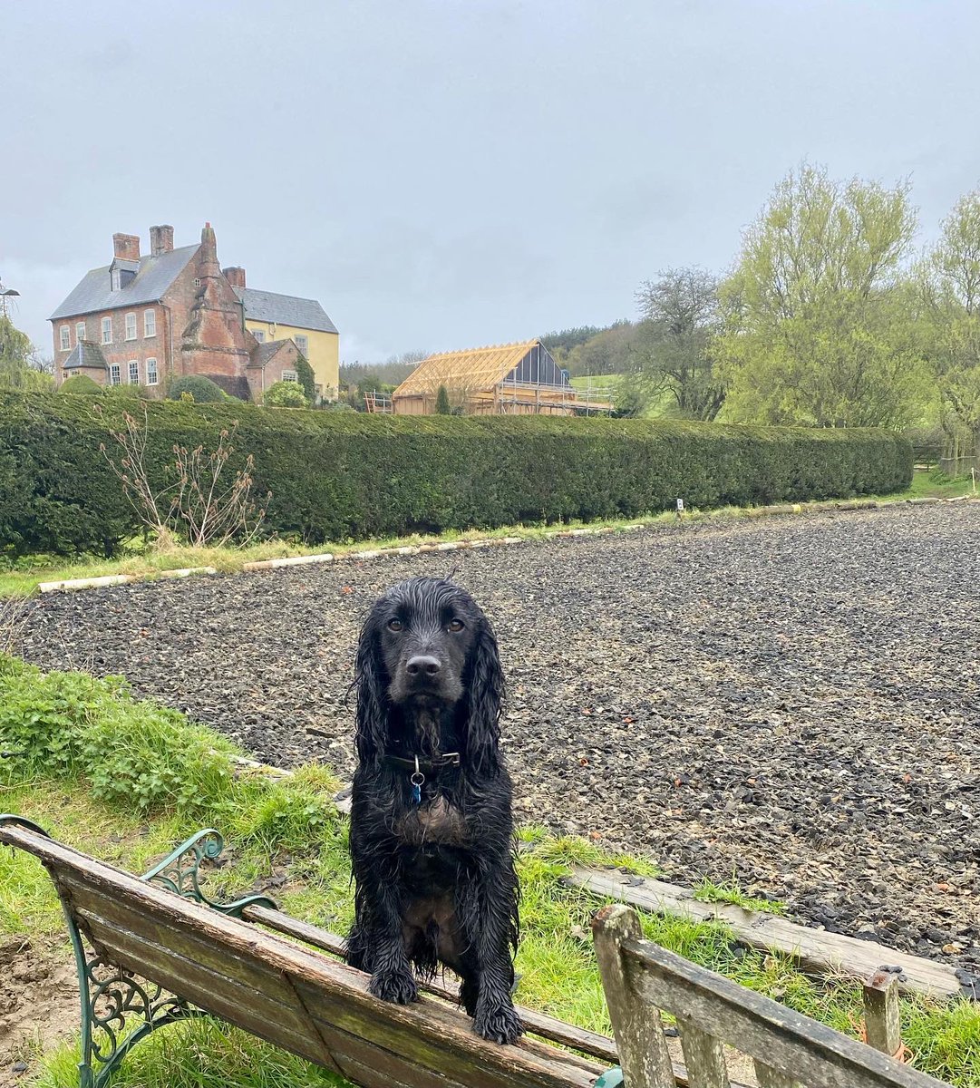 Definately getting fed up of the rain ☔️  even the pooch isn’t impressed #spaniel #cockerspaniel #workingcocker #dressage #eventing Facebook.com/mshdressage